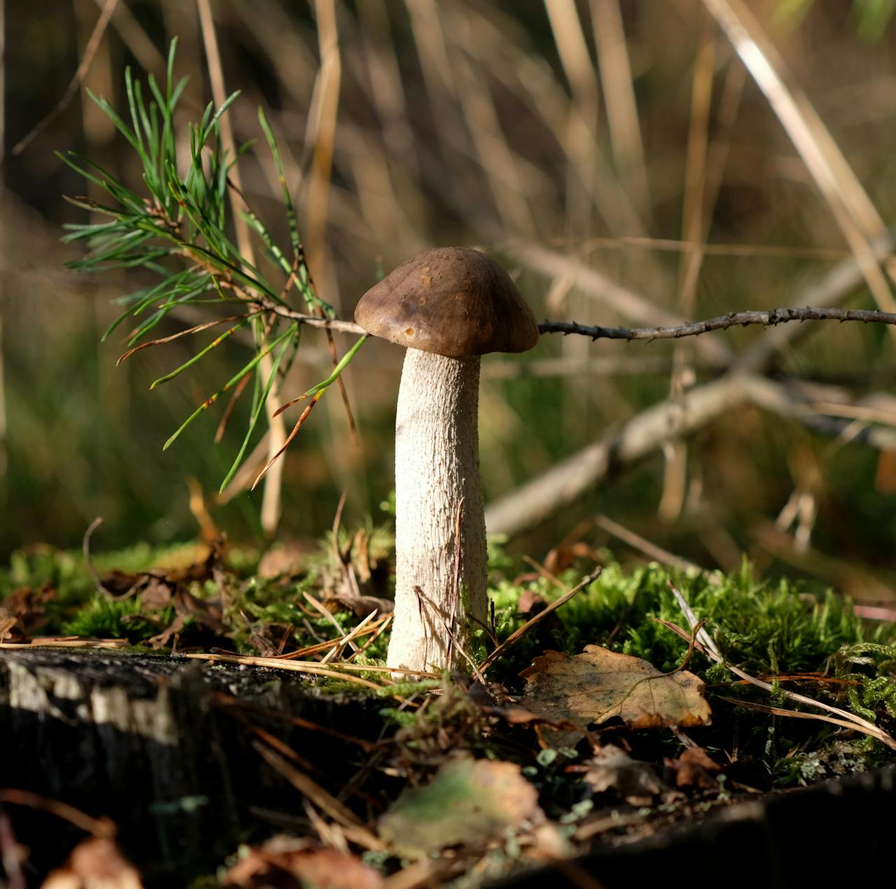 ours-journey Detailed view of a solitary wild mushroom growing in a lush forest during autumn.